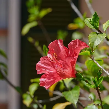 Casa Johann カプデペラ